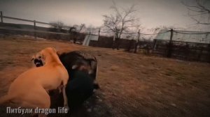 Вспомним самые лучшие времена ПИТОМНИКА «Питбули Dragon life». 1 часть.