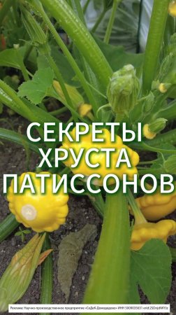 СЕКРЕТ ХРУСТА ПАТИССОНА - ПОДКОРМКА!