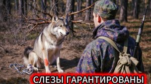 Парень шел по лесу, как вдруг... волк лежал и только тихо стонал