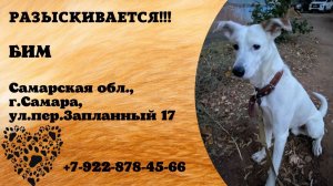 Пропала собака! БИМ. Самарская обл., г.Самара.