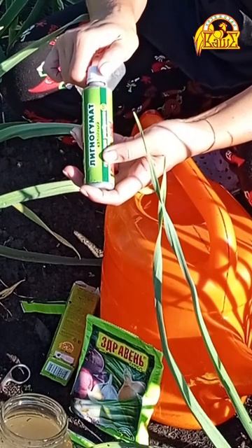 62. Подкормка чеснока в июне смотреть онлайн