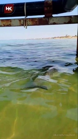 Сегодняшний дельфинчик 🐬🧡 из Анапы.