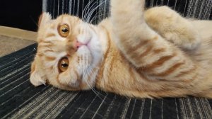 кто это в рыжем костюмчике😍?