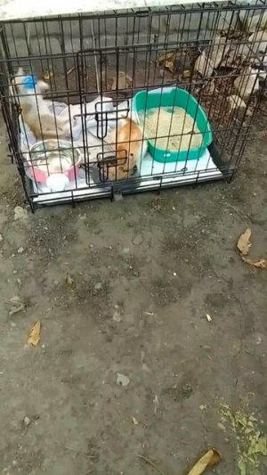 Наши малыши-карандаши сегодня взвесились и обработались от блох.