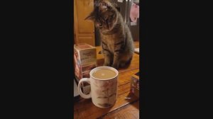 Смешные Коты #29