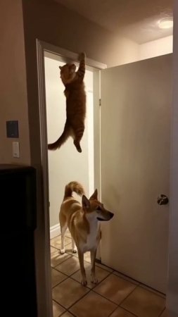#юмор #прикол #приколы #угар #ржака #ржач #смех #смешно #кот #котики #животные #милота #весело #яппи