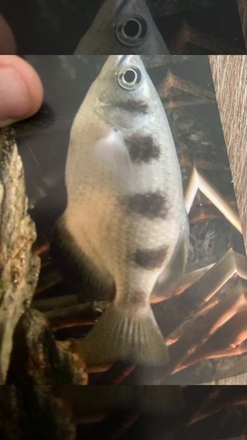 Рыбка смотреть онлайн