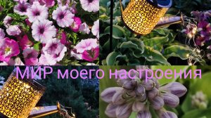 20.07.25 Дача.Романтика сада.Немного про хосты.