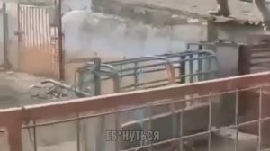 Дикий кабан 🐗