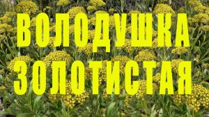ВОЛОДУШКА ЗОЛОТИСТАЯ