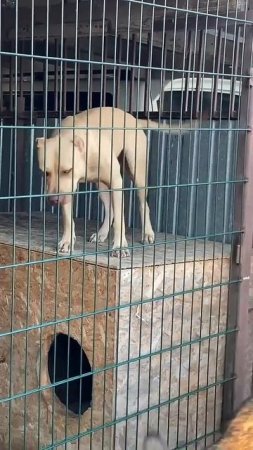 Питбуль кими и волки #dragonlife #собака #blackwolf #dog #wolf  #животные #собаки #pitbull