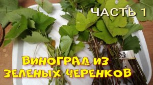 ВИНОГРАД, РАЗМНОЖЕНИЕ ЗЕЛЕНЫМИ ЧЕРЕНКАМИ. Часть 1.