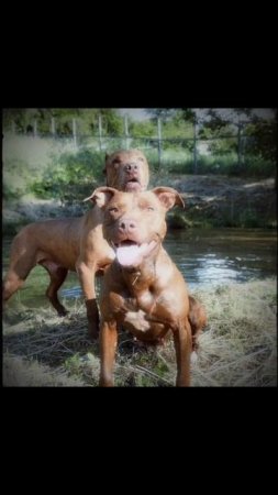 Питбули Dragon Life #питбулиdragonlife #pitbull #shorts
