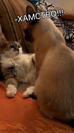 Удивительные животные !!! #кошки