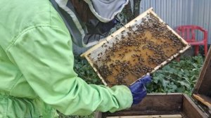 Что с мёдом в семьях, за 2 недели до конца медосбора