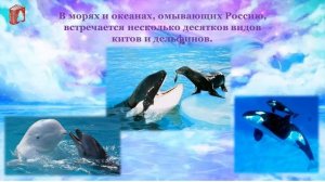 23 июля - Всемирный день китов и дельфинов