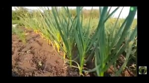Когда и как выламывать стрелку у чеснока. 1 ЧАСТЬ