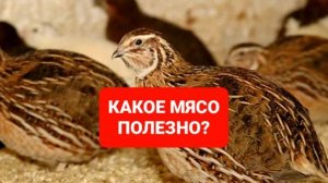 КАКОЕ МЯСО ПОЛЕЗНО?