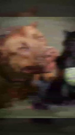 Питбули Dragon Life #питбулиdragonlife #pitbull #shorts l