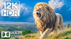 ДИКАЯ КРАСОТА В формате 12K HDR С кинематографической музыкой Dolby Vision и потрясающими видами
