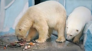 Белому медведю Каю пришлось свой завтрак разделить на двоих!
