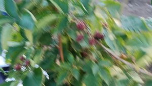 Ежевика на гидропонике