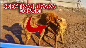 ЖЕСТКАЯ ДРАКА СОБАК! дворняги/питбуль/щенки