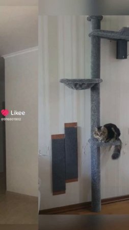 #когтеточки