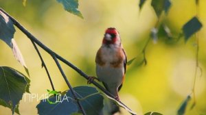 Щегол, Carduelis