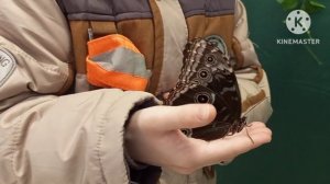 выставка тропических бабочек