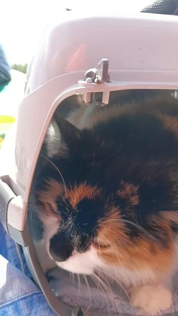 Самый главный рыбак 🐱