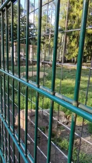 Волчата и мама