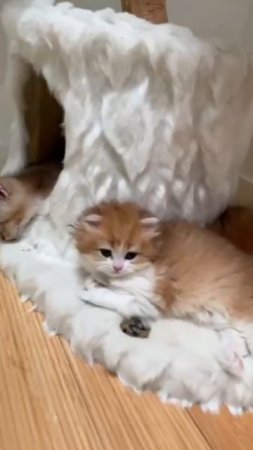 Котодерево спит