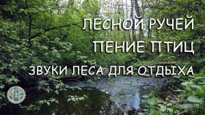 Лесной ручей и пение птиц в лесу для сна и отдыха. Релаксация и медитация под звуки леса и вод.