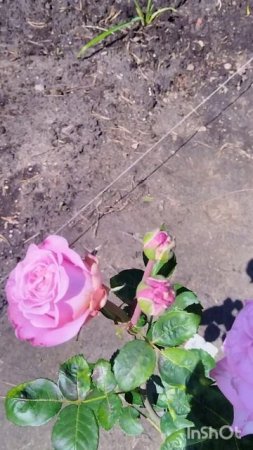 наш палисадник 🌹🌷🌺