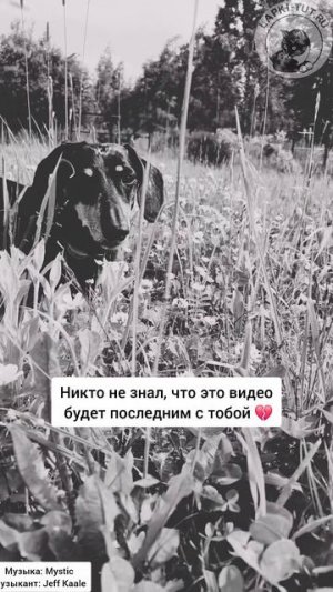 за радугой