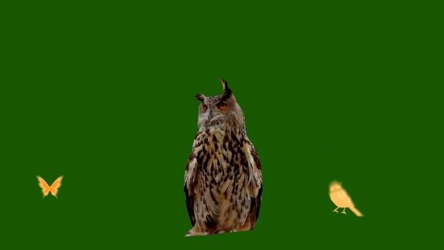 ФУТАЖ - ВИДЕОФОН ДЛЯ МОНТАЖА ВИДЕО