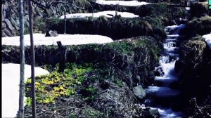 голос  ручья звук ручья ручей