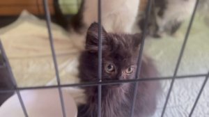 На месяц я договорилась за платную передержку для котят