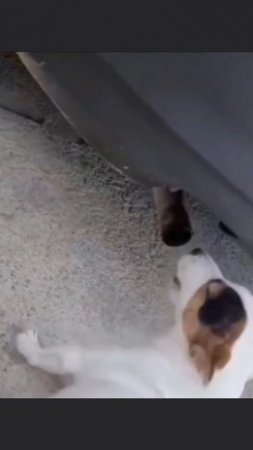 Собака●Токсик●