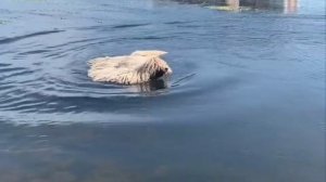 Водяная швабра