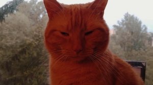 Рыжий пупсик хочет спать  котик хочет спать
