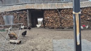 Сделала страхование/ Олег идет по девчонкам,шутим/чеснок выкопала