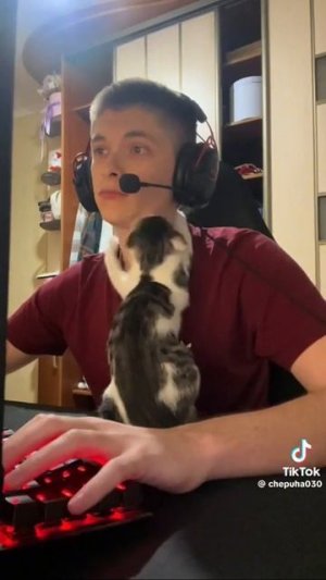 Наш TG https://t.me/liveofcats