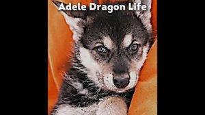 #wolf Adele Dragon Life  @DragonlifeAgop
