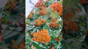21 июля Утренняя прогулка после ночного дождя