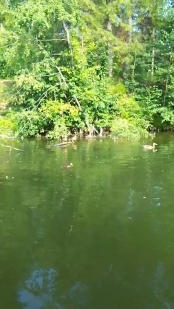 VID_20250721_174635.mp4