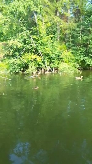 VID_20250721_174635.mp4