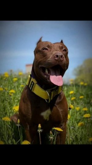 Питбули Dragon Life #питбулиdragonlife #pitbull #shorts