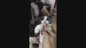 Смешные Коты #30